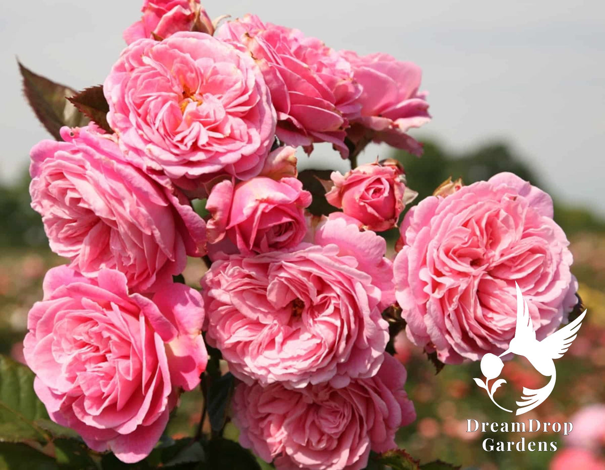 Rose - Parfuma Summer Romance — DreamDrop Gardens photo 16
