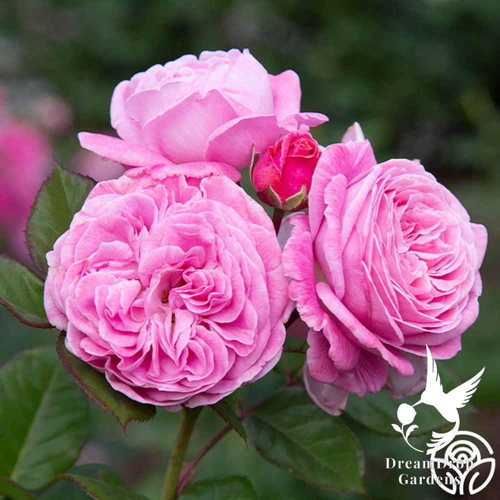 Rose - Parfuma Summer Romance — DreamDrop Gardens photo 1