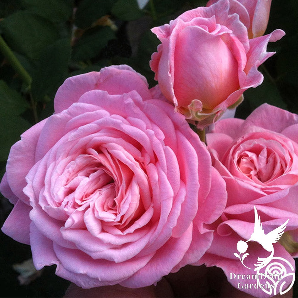 Rose - Parfuma Summer Romance — DreamDrop Gardens photo 2