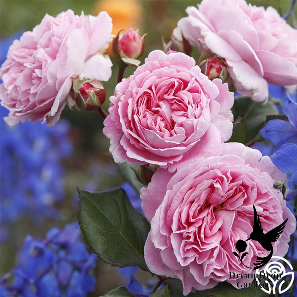 Rose - Parfuma Summer Romance — DreamDrop Gardens photo 3