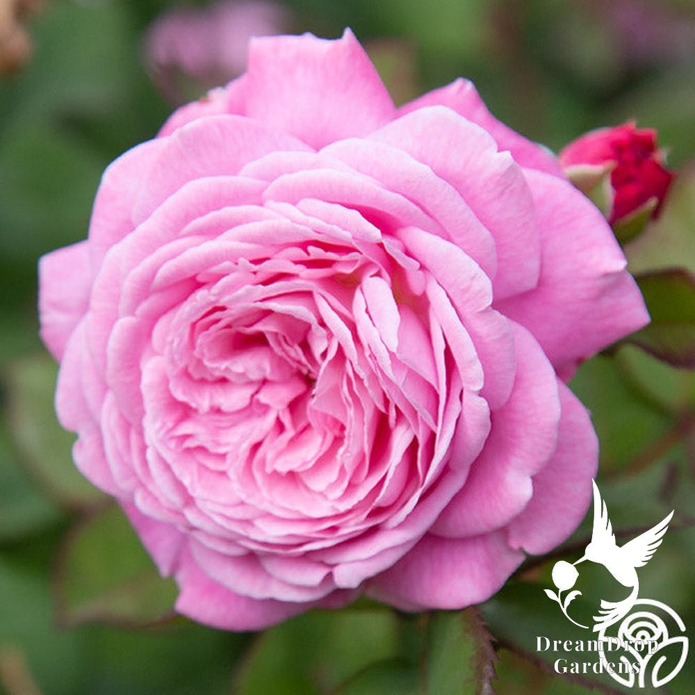 Rose - Parfuma Summer Romance — DreamDrop Gardens photo 4