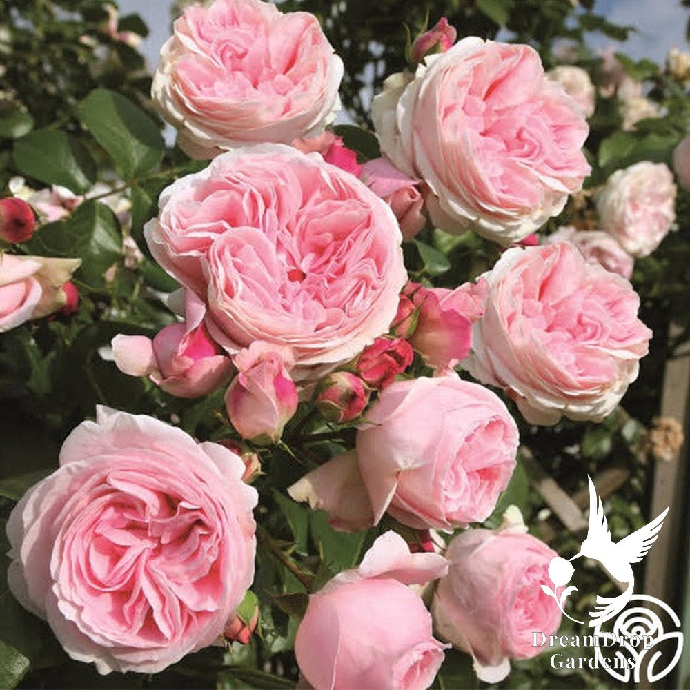 Rose - Parfuma Summer Romance — DreamDrop Gardens photo 5