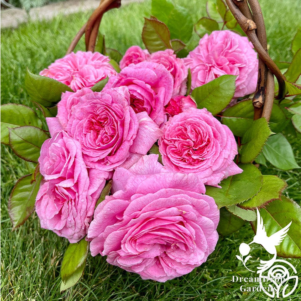 Rose - Parfuma Summer Romance — DreamDrop Gardens photo 6