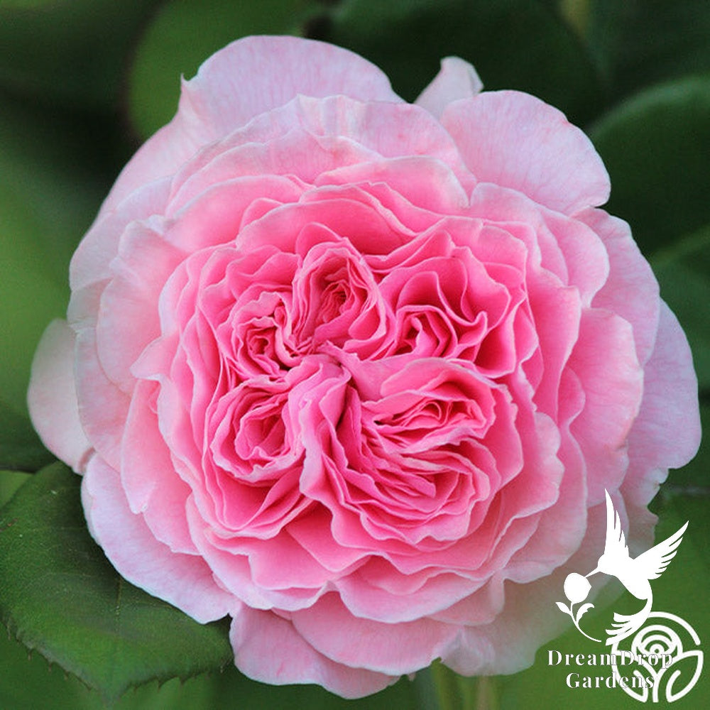 Rose - Parfuma Summer Romance — DreamDrop Gardens photo 7