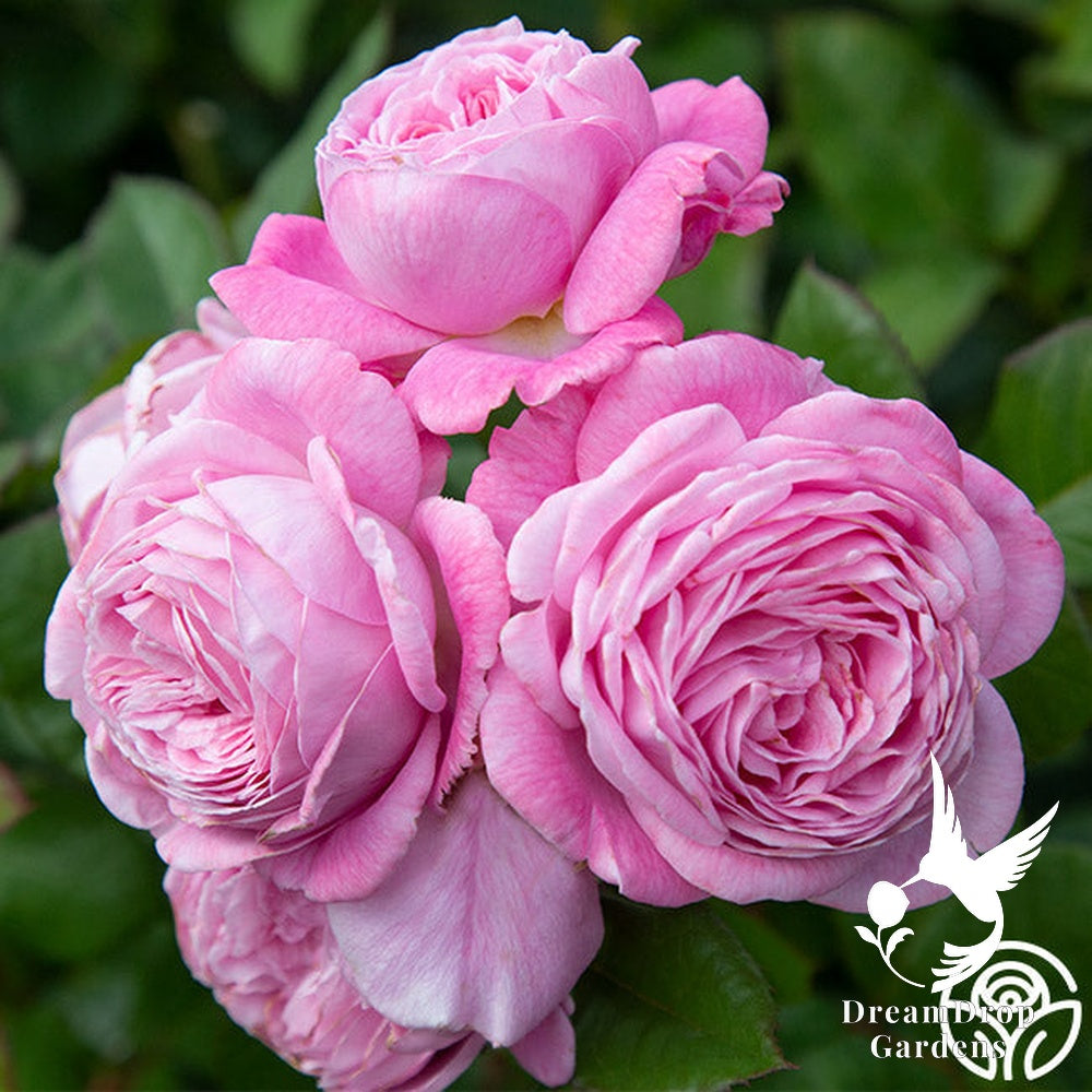 Rose - Parfuma Summer Romance — DreamDrop Gardens photo 8