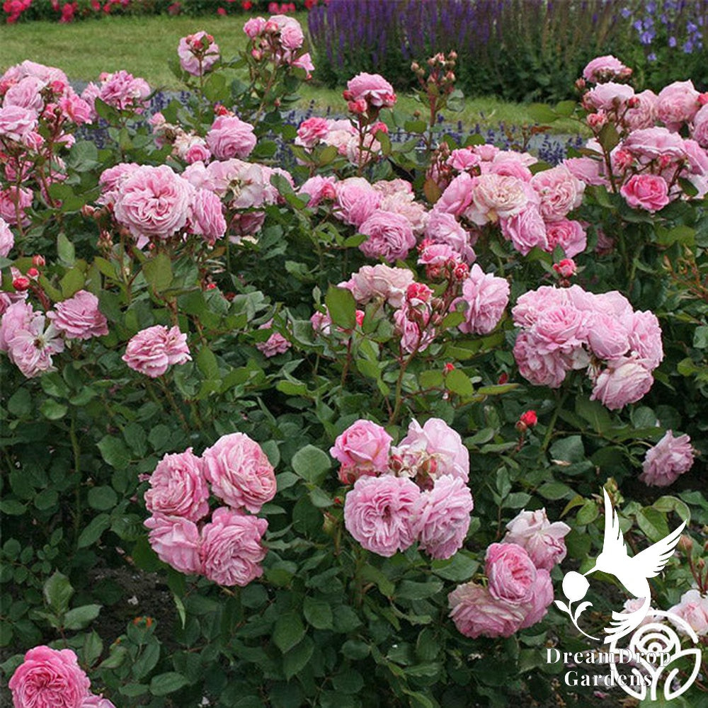 Rose - Parfuma Summer Romance — DreamDrop Gardens photo 9