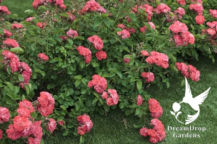 Rose - Coral Drift