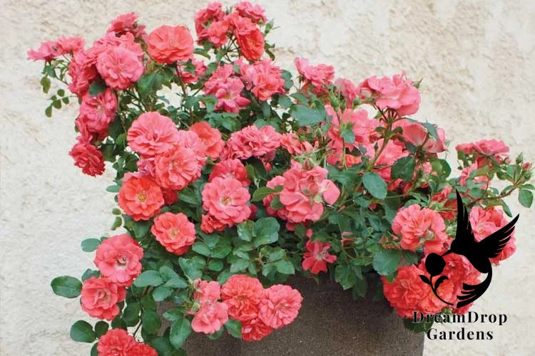 Rose - Coral Drift