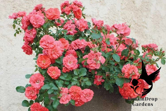 Rose - Coral Drift
