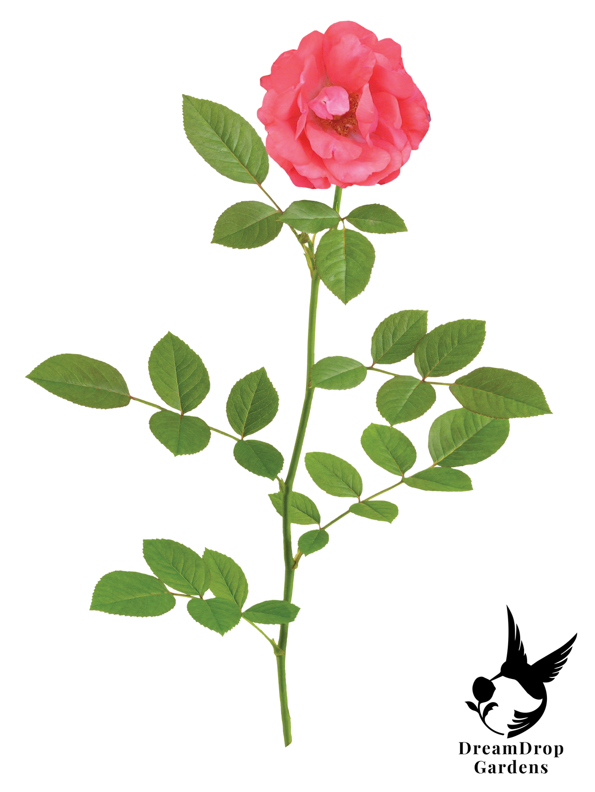 Rose - Coral Drift