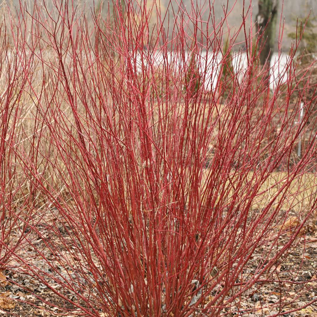 Red-Twig Dogwood - ARCTIC FIRE Red