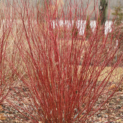 Red-Twig Dogwood - ARCTIC FIRE Red