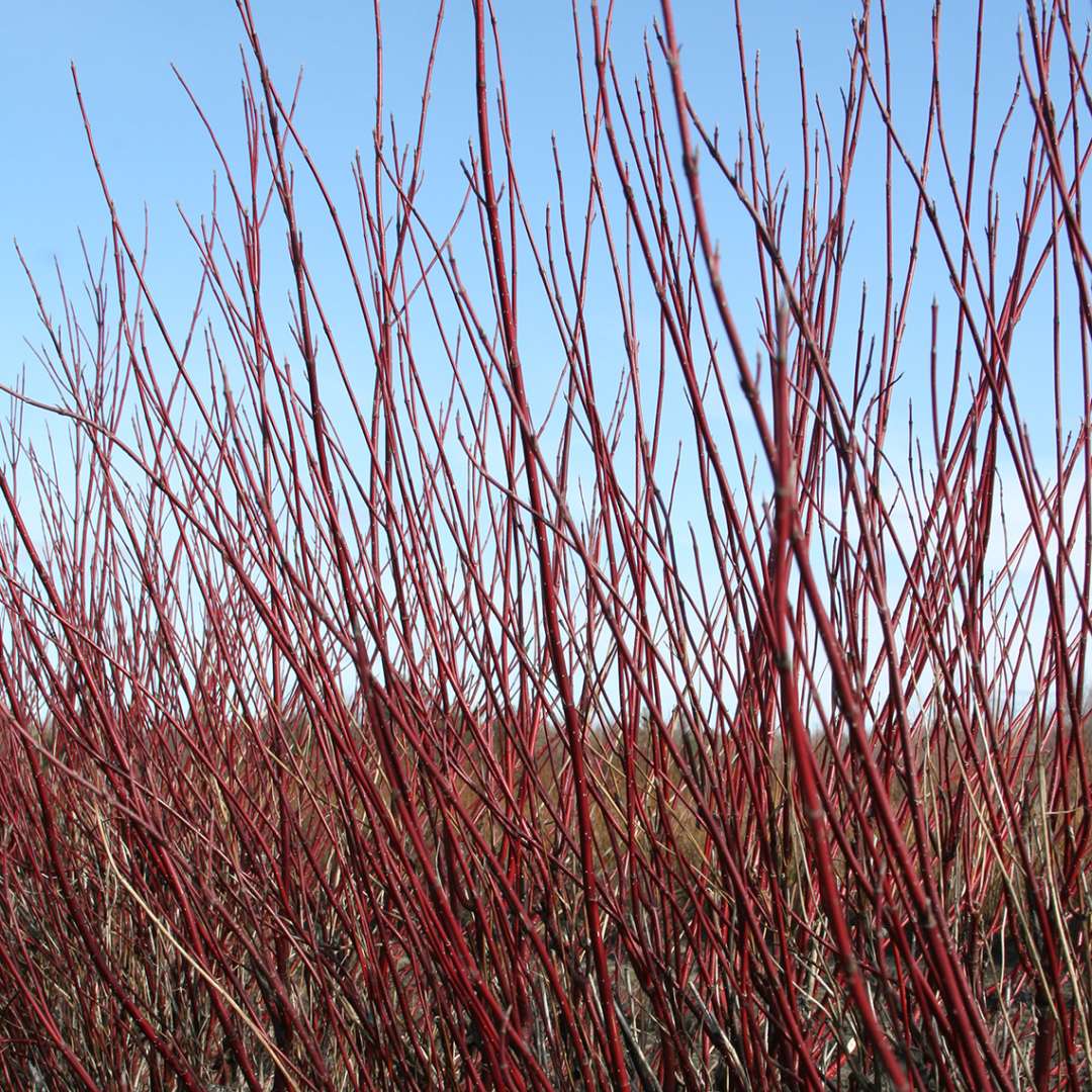 Red-Twig Dogwood - ARCTIC FIRE Red