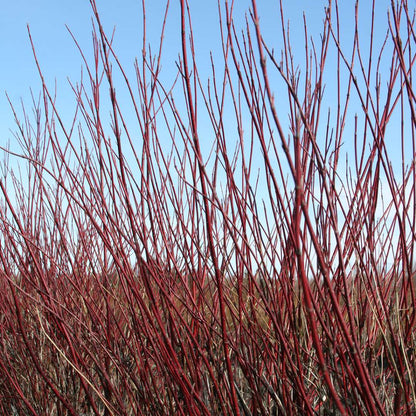 Red-Twig Dogwood - ARCTIC FIRE Red