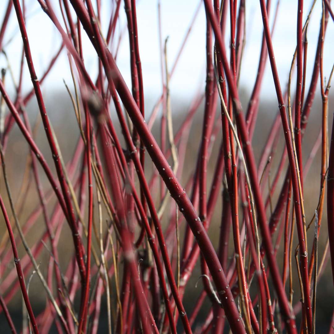 Red-Twig Dogwood - ARCTIC FIRE Red