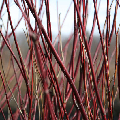 Red-Twig Dogwood - ARCTIC FIRE Red