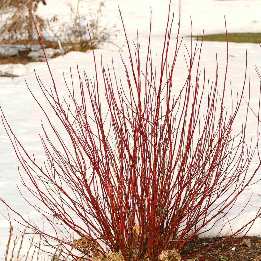 Red-Twig Dogwood - ARCTIC FIRE Red