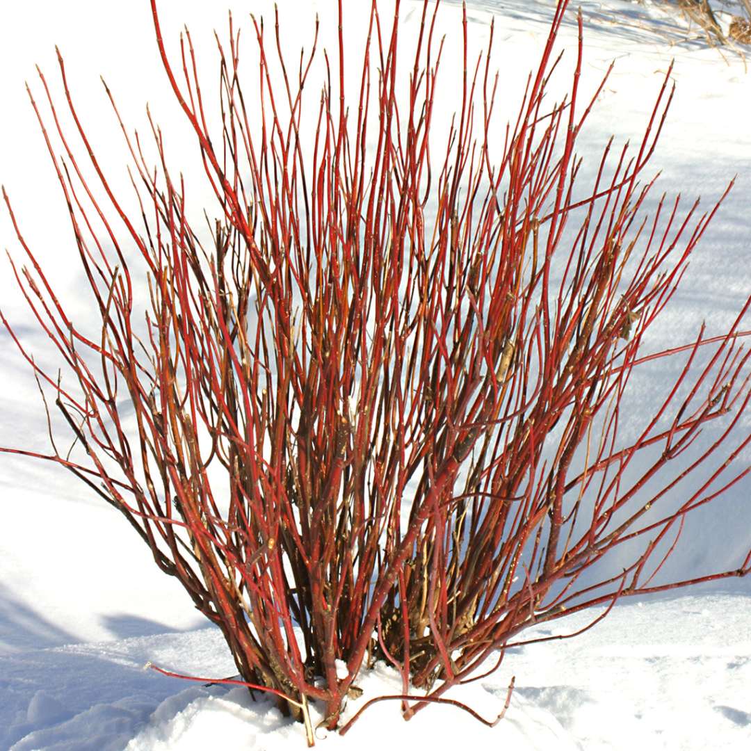 Red-Twig Dogwood - ARCTIC FIRE Red