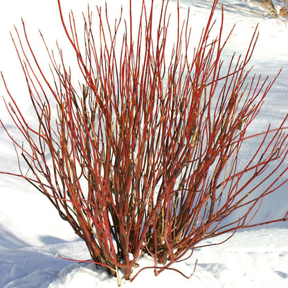 Red-Twig Dogwood - ARCTIC FIRE Red