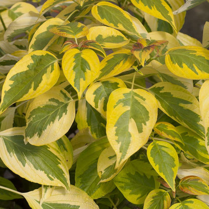 Dogwood - Pagoda - GOLDEN SHADOWS