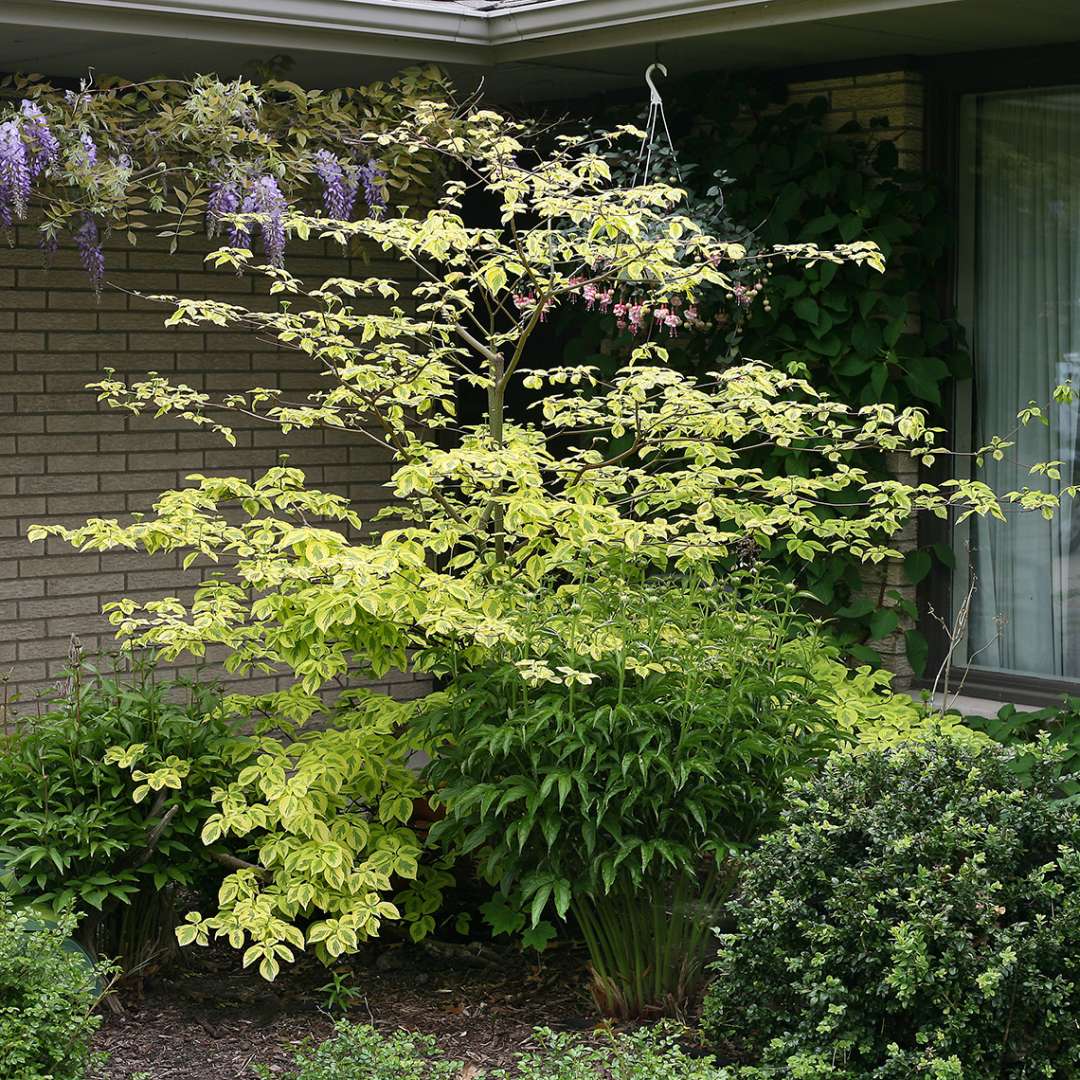 Dogwood - Pagoda - GOLDEN SHADOWS