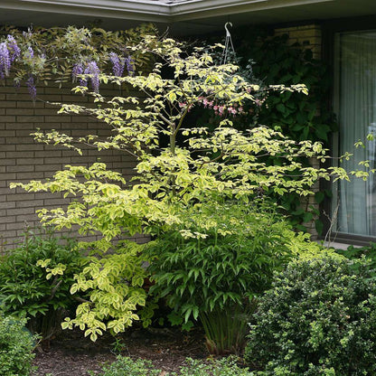 Dogwood - Pagoda - GOLDEN SHADOWS