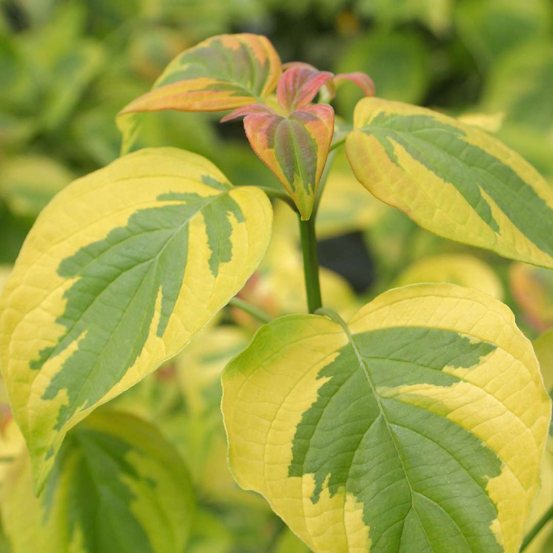 Dogwood - Pagoda - GOLDEN SHADOWS
