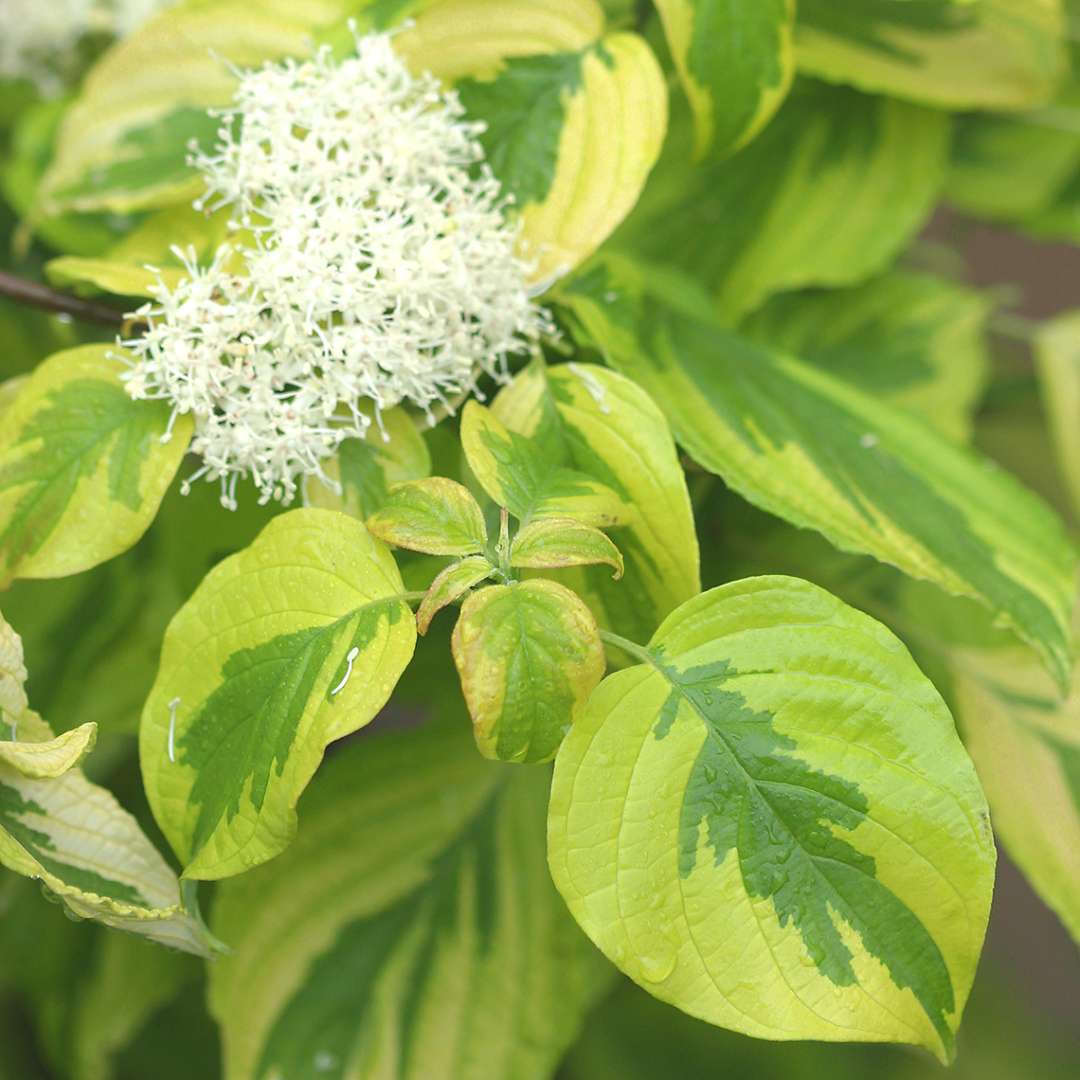 Dogwood - Pagoda - GOLDEN SHADOWS