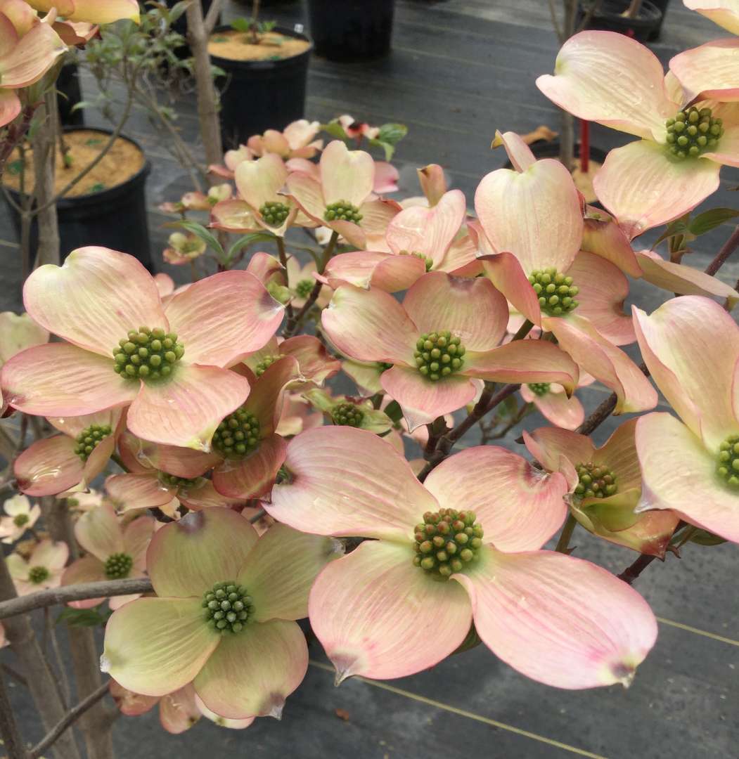 Flowering dogwood - PEACHY CREAM