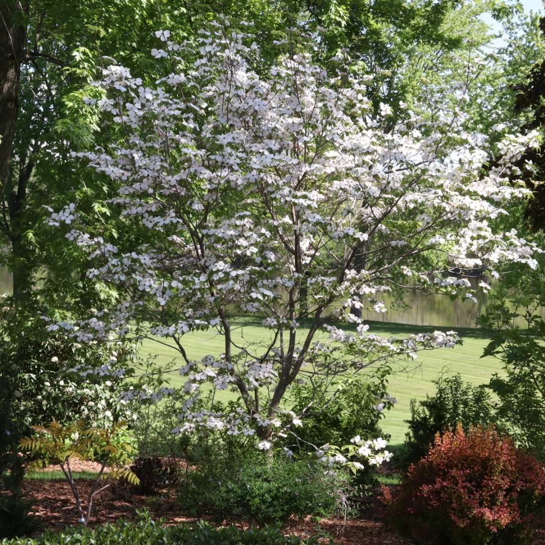 Flowering dogwood - PEACHY CREAM