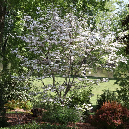 Flowering dogwood - PEACHY CREAM