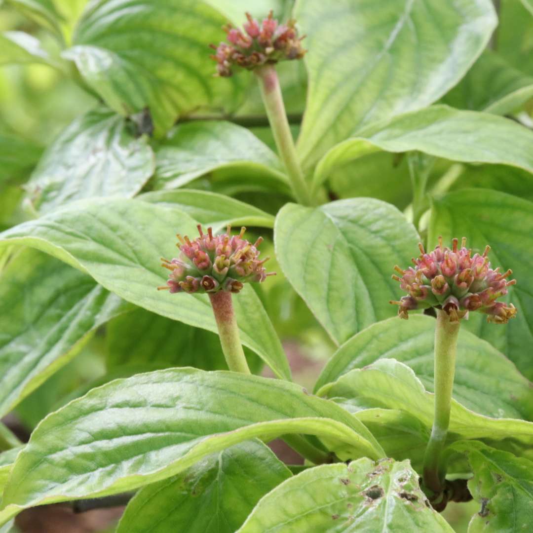 Flowering dogwood - PEACHY CREAM