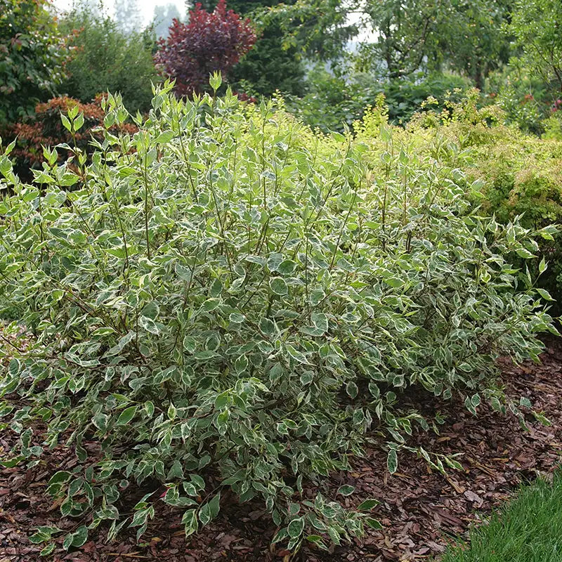 Tatarian dogwood, white dogwood - SGT. PEPPER