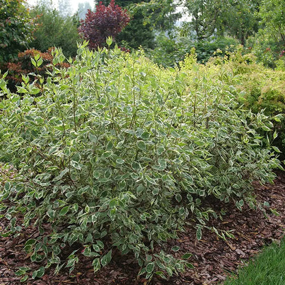 Tatarian dogwood, white dogwood - SGT. PEPPER