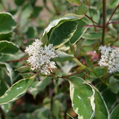 Tatarian dogwood, white dogwood - SGT. PEPPER