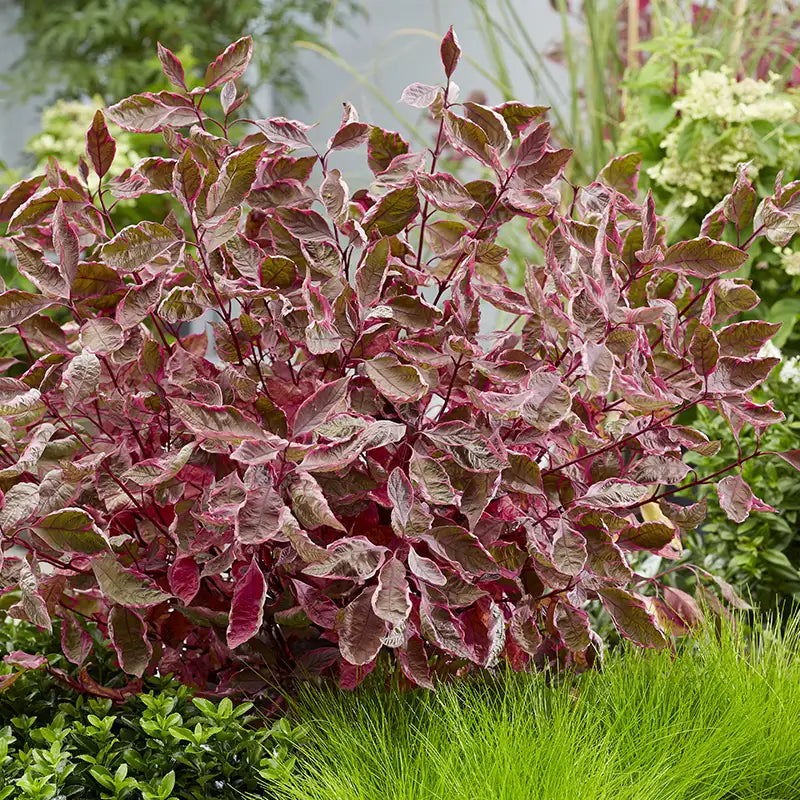 Tatarian dogwood, white dogwood - SGT. PEPPER