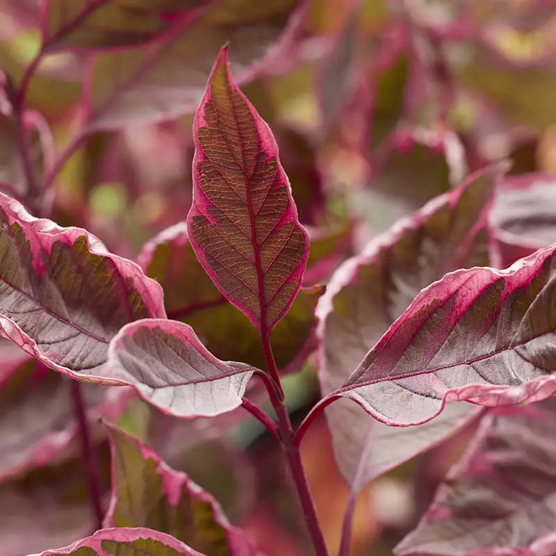 Tatarian dogwood, white dogwood - SGT. PEPPER