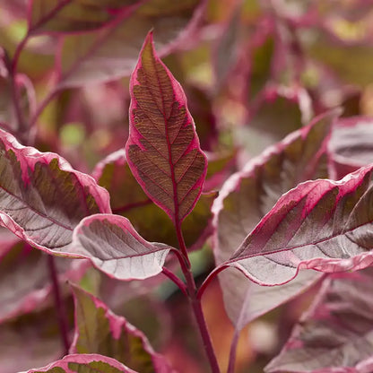 Tatarian dogwood, white dogwood - SGT. PEPPER
