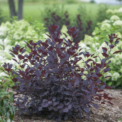 Smokebush - WINECRAFT BLACK