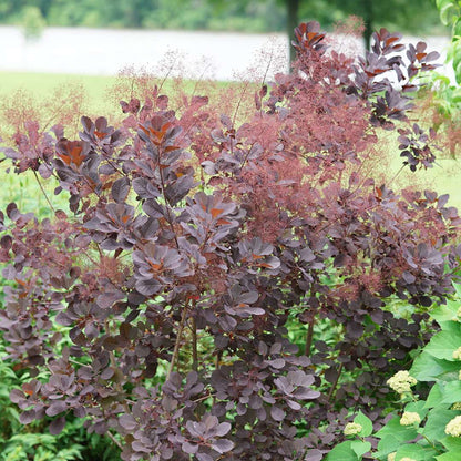 Smokebush - WINECRAFT BLACK