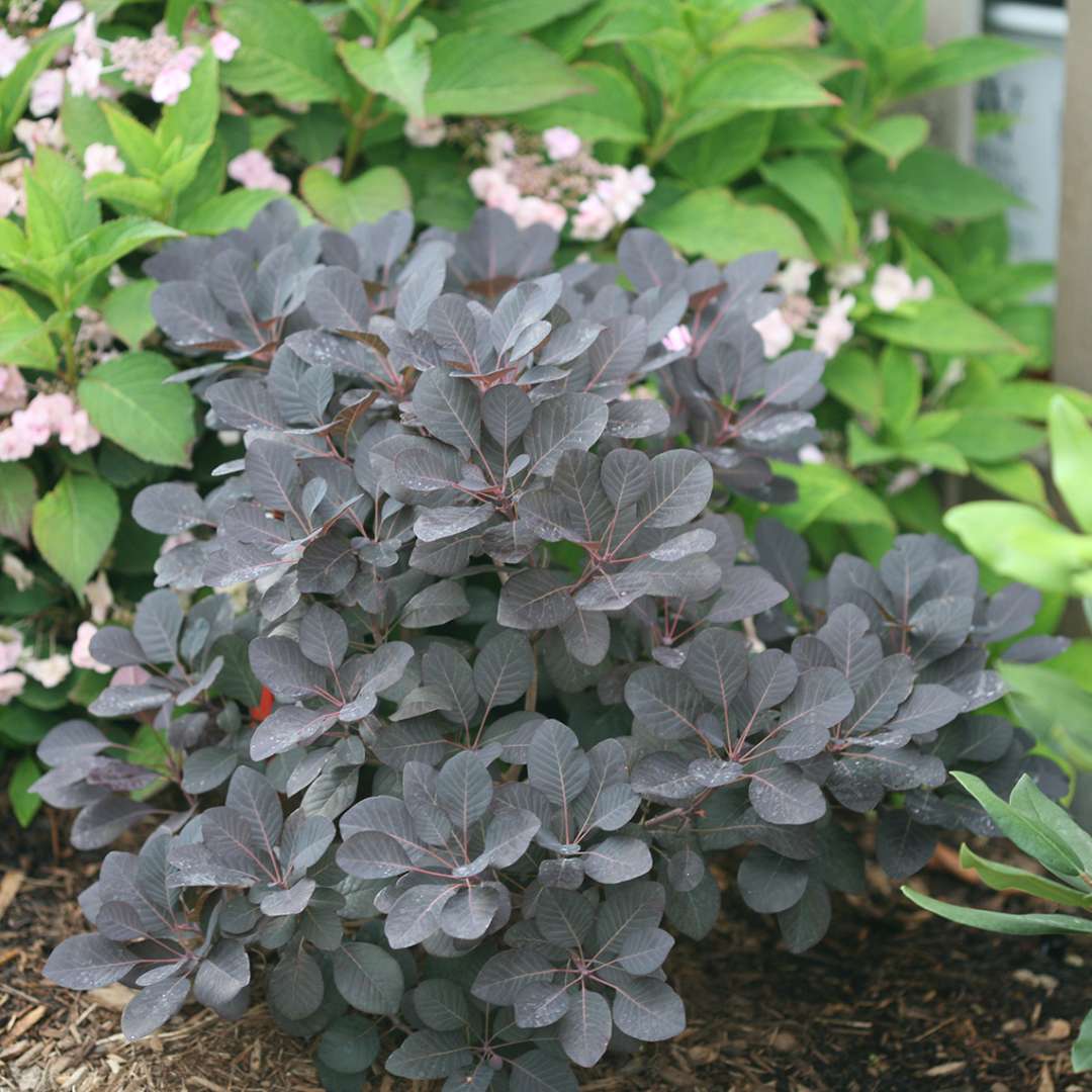 Smokebush - WINECRAFT BLACK