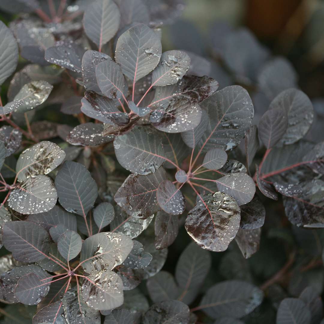 Smokebush - WINECRAFT BLACK