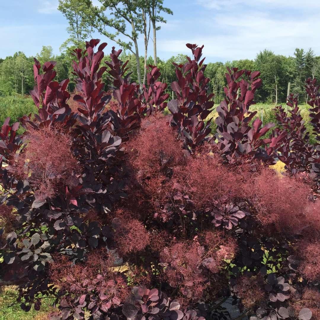 Smokebush - WINECRAFT BLACK