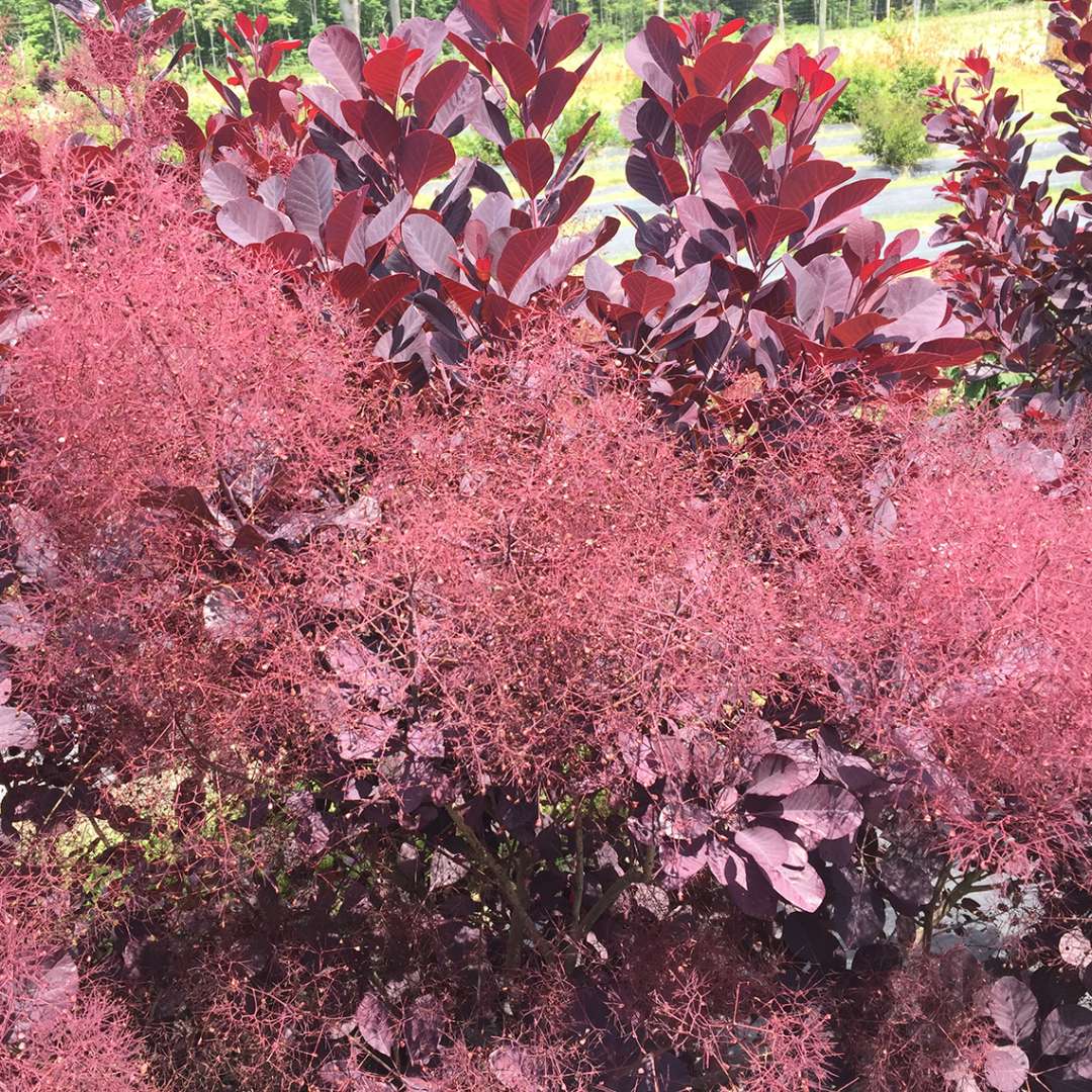 Smokebush - WINECRAFT BLACK