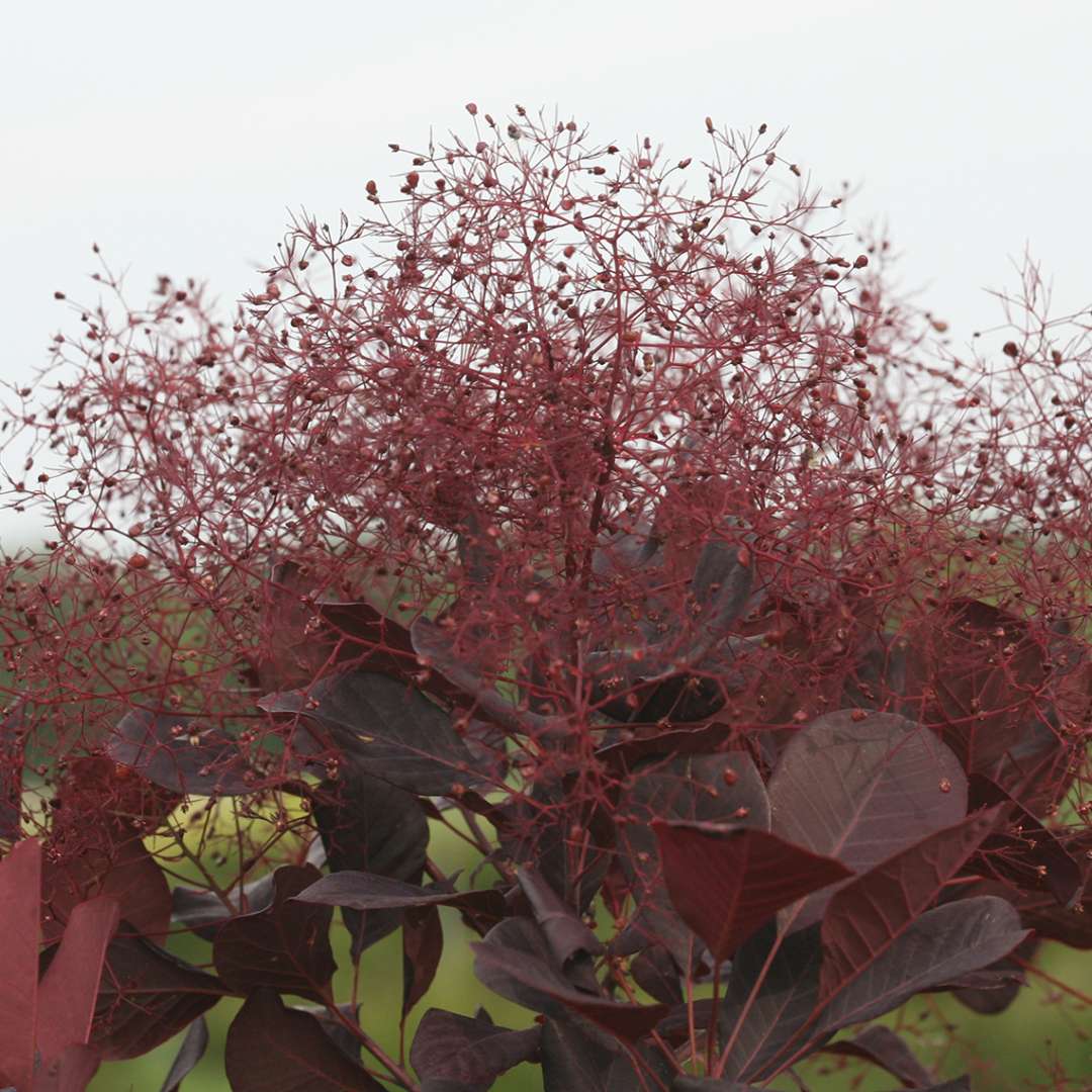 Smokebush - WINECRAFT BLACK