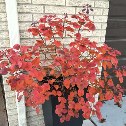 Smokebush - WINECRAFT BLACK