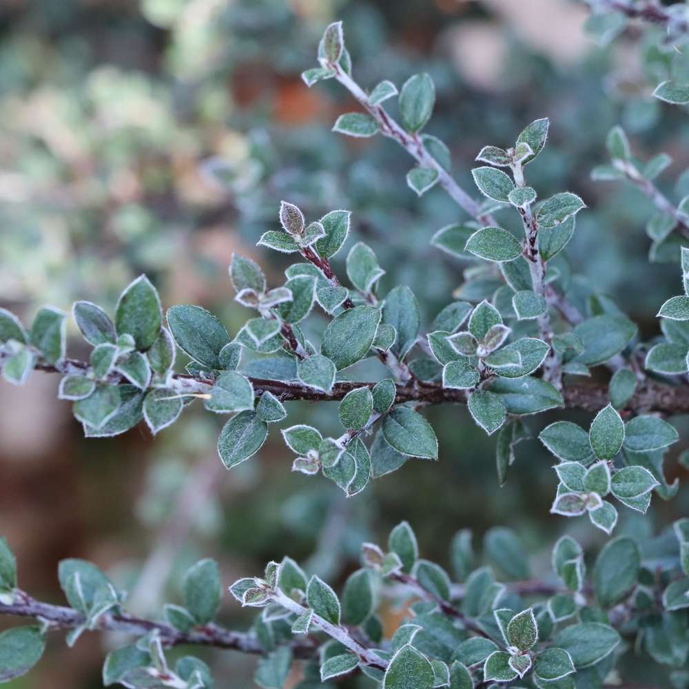 Cotoneaster 'RutCot1'