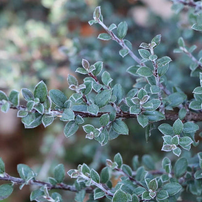 Cotoneaster 'RutCot1'