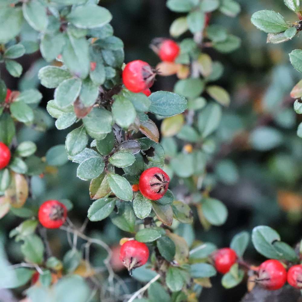 Cotoneaster 'RutCot1'