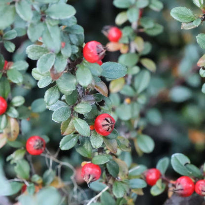 Cotoneaster 'RutCot1'